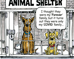 COVID PETS by Steve Nease