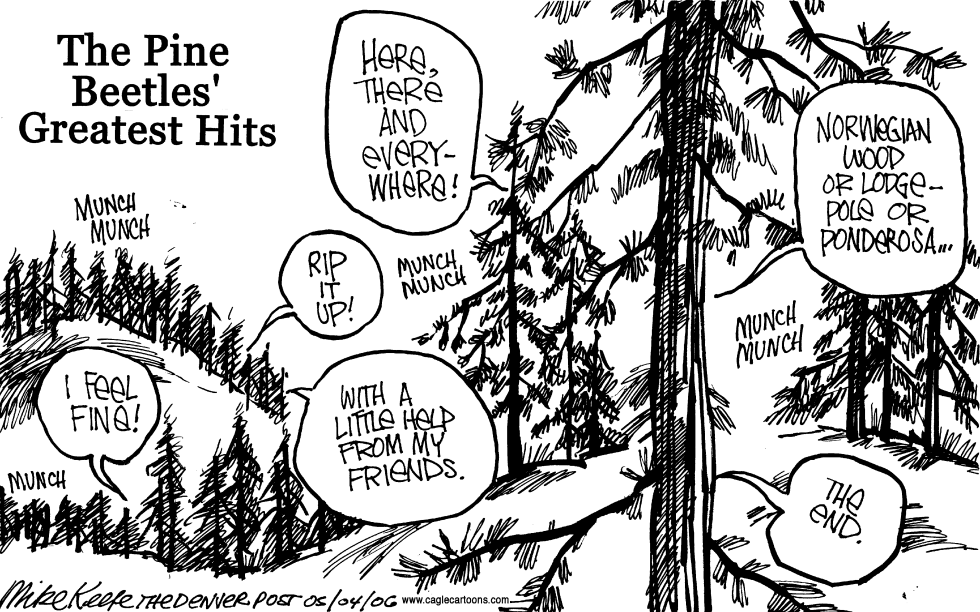 Pine Beetles