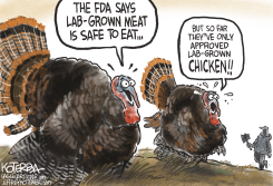 LAB-GROWN TURKEY by Jeff Koterba