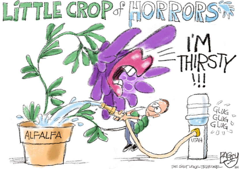 LOCAL: Alfalfa