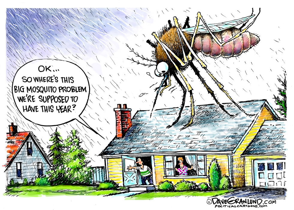 Big Mosquito problem