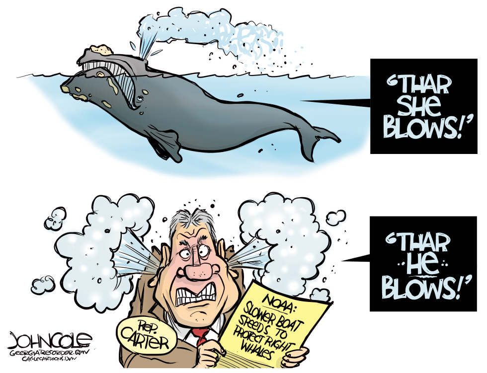 GEORGIA Boat speeds vs whale safety