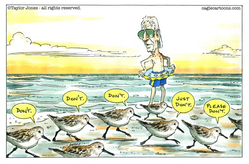 Even the sandpipers think so