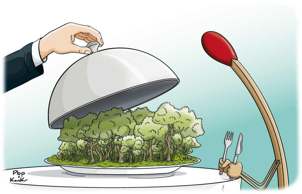 Dinner Served for Forest Fires