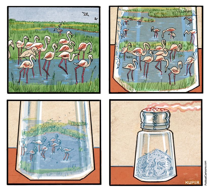 Salination Of Marshes