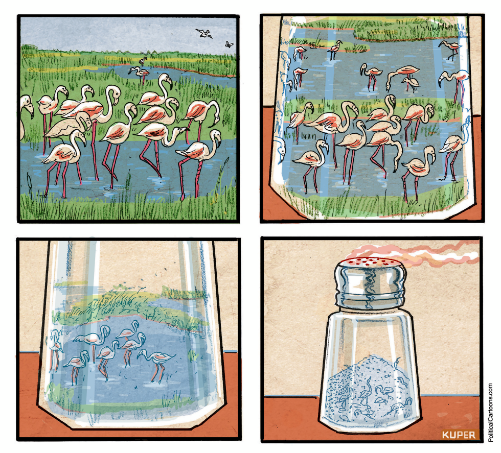 Salination Of Marshes