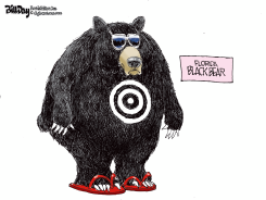 FLORIDA BLACK BEAR by Bill Day