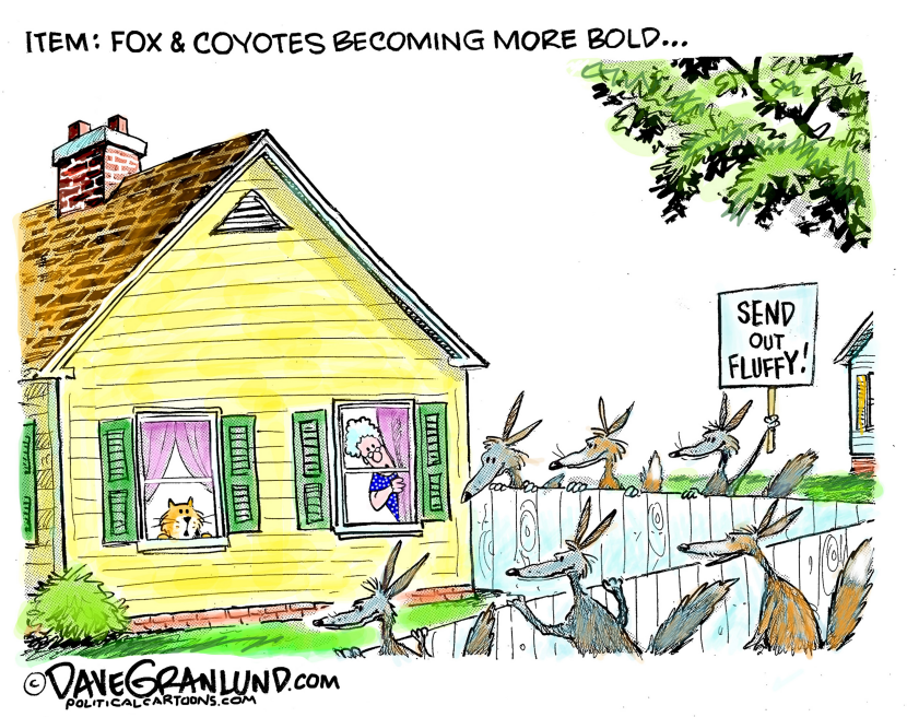 Fox and Coyotes in suburbs