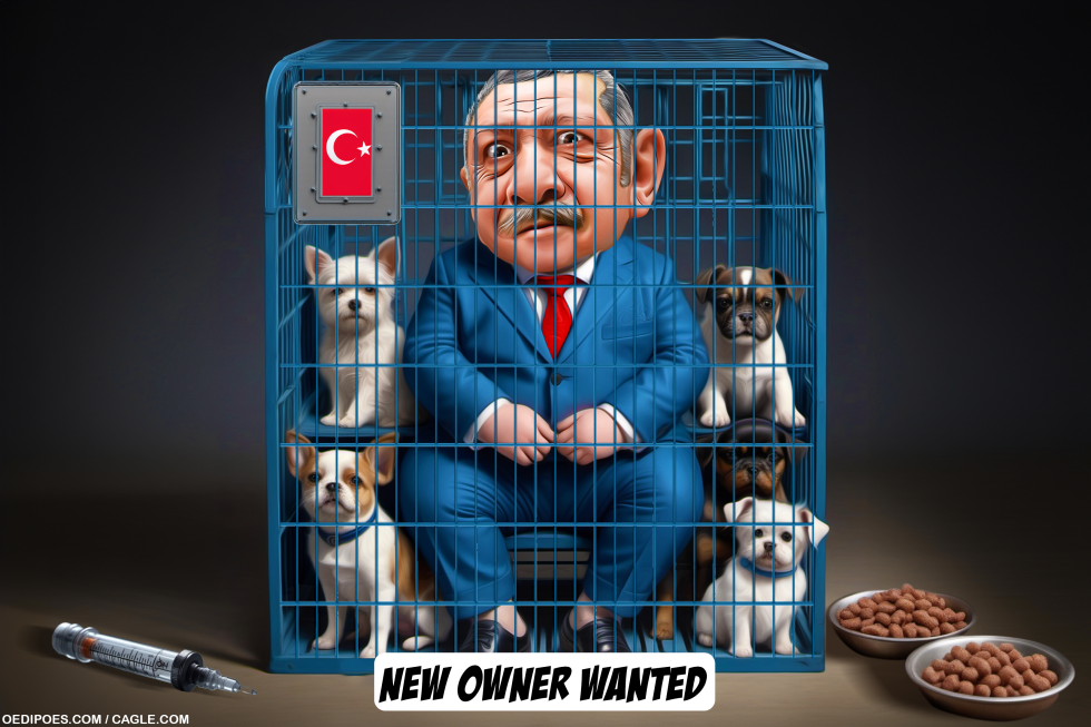 Turkish Plan to Euthanise Stray Dogs Criticised