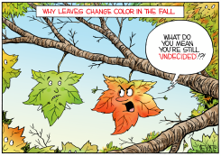 WHY LEAVES CHANGE LEAVES IN TREES by Christopher Weyant