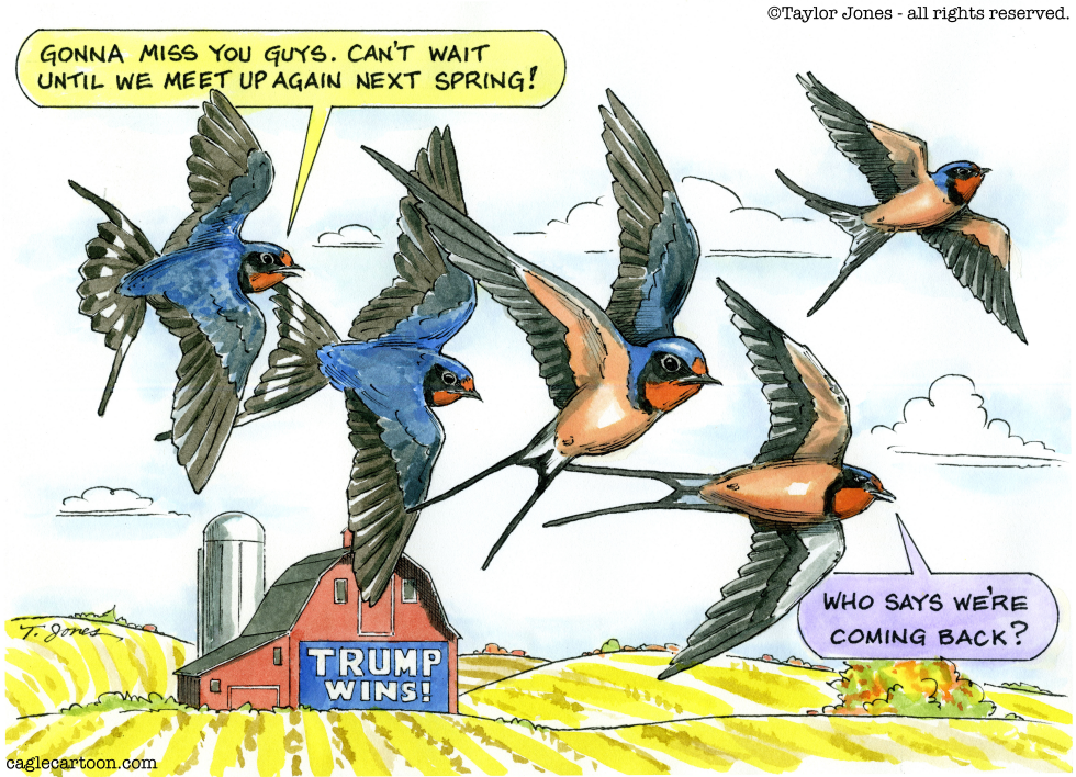 The swallows have voted
