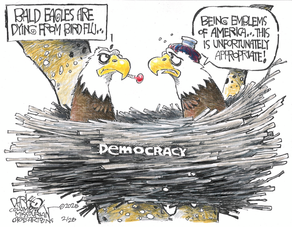 Bald eagles are dying from bird flu
