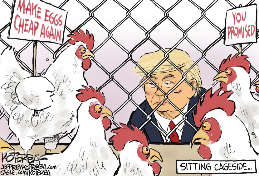 Not a UFC cage match