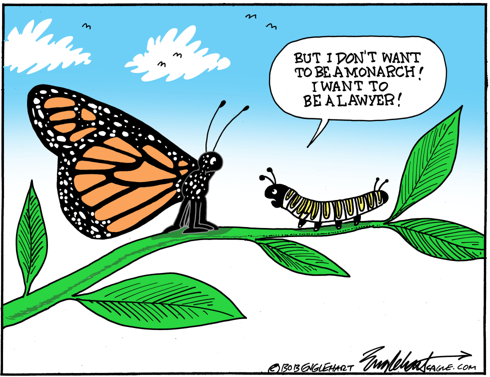 Monarch Butterflies In Spring