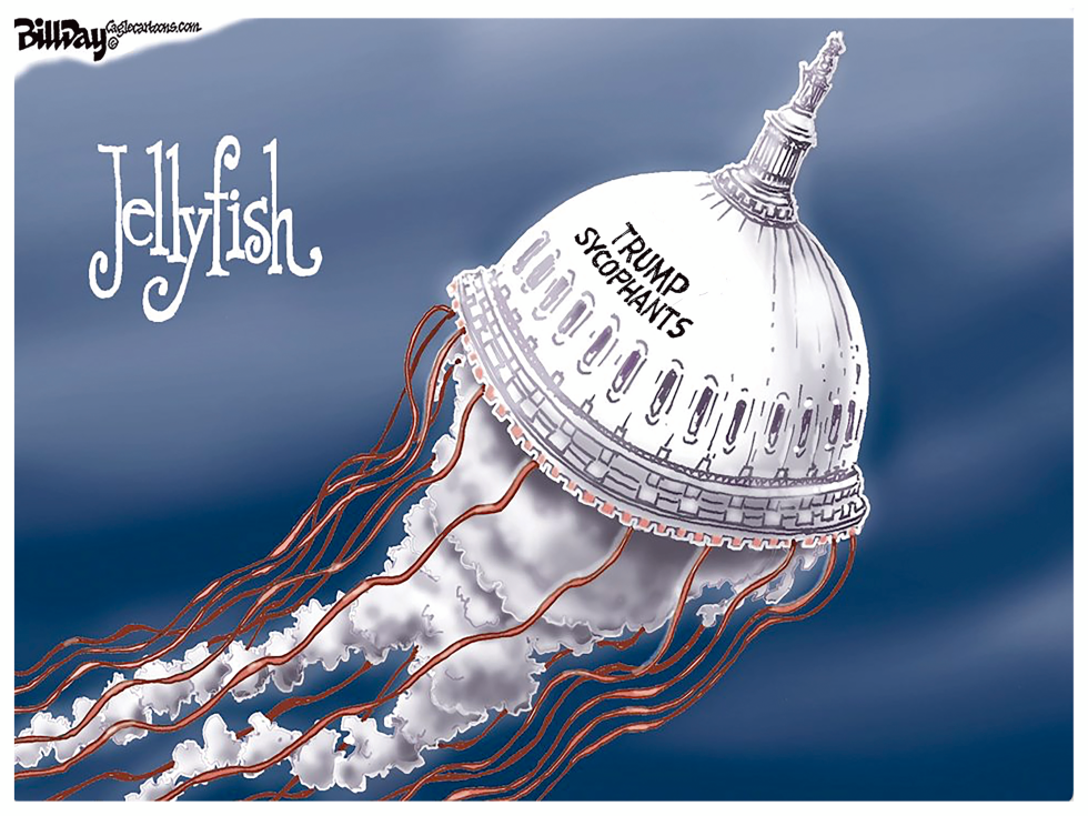 Congressional Jellyfish