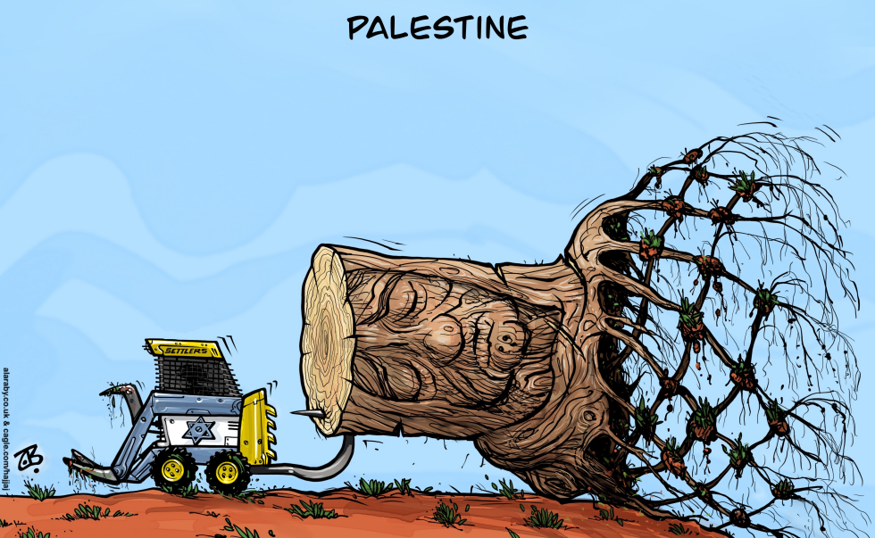 Indigenous Gaza Palestine Uproot Olive Tree Israel
