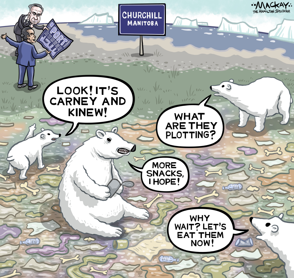 Churchill polar bears plot against politicians.