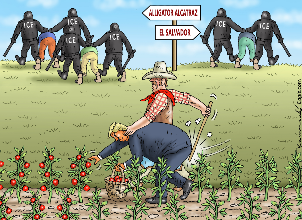 HARVEST HELPER TRUMP
