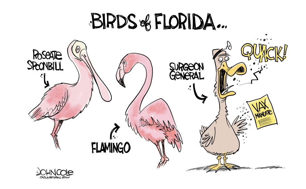 Florida birds