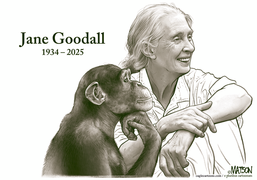 Jane Goodall Portrait