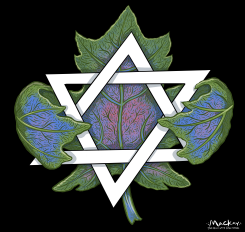 CANADIAN MAPLE LEAF EMBRACES STAR OF DAVID by Graeme MacKay