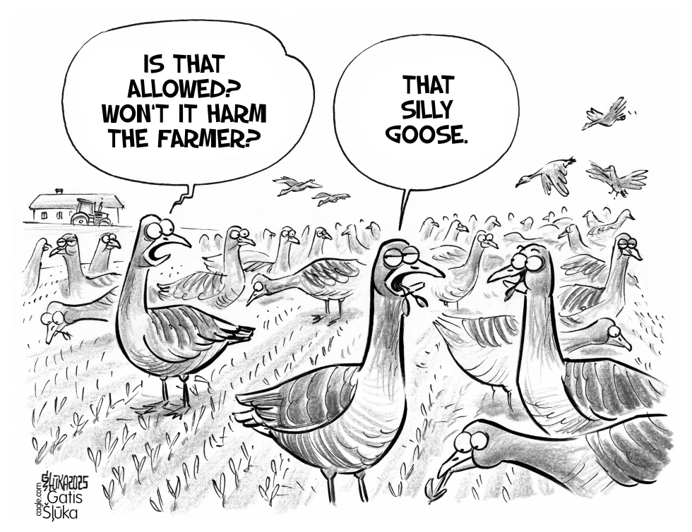 The goose is worried about harming the farmer