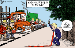 TRUMP STARTS NATIONAL FORESTS LOGGING by Bruce Plante