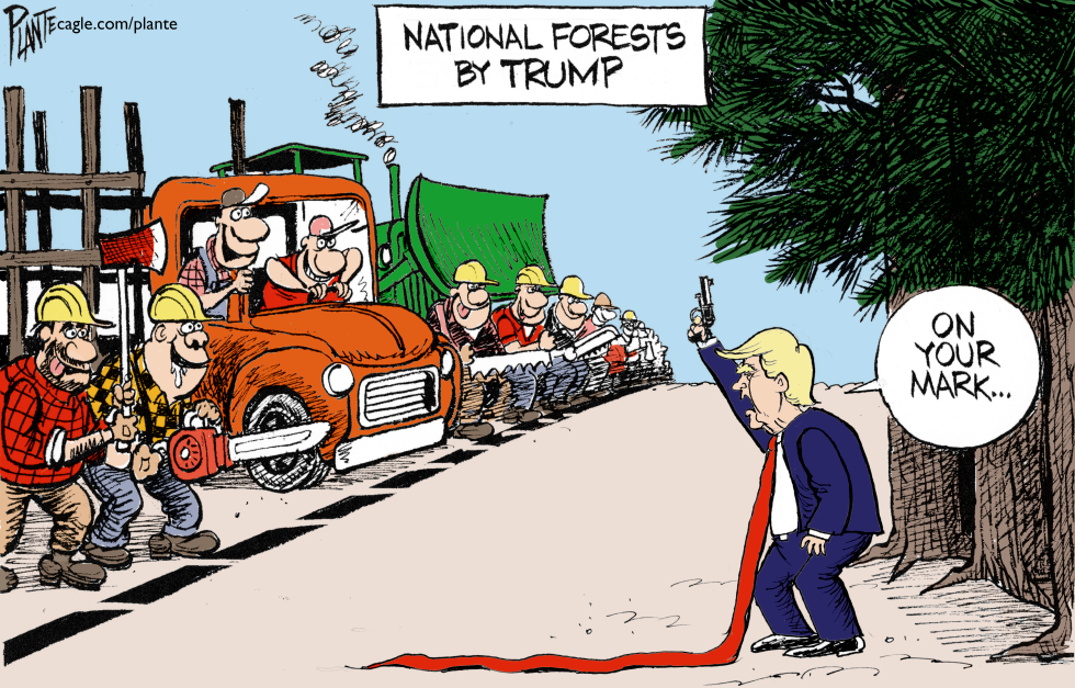 Trump Launches Logging Push in National Forests