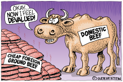 DOMESTIC BEEF COW DEVALUED BY CHEAP IMPORTS by Monte Wolverton