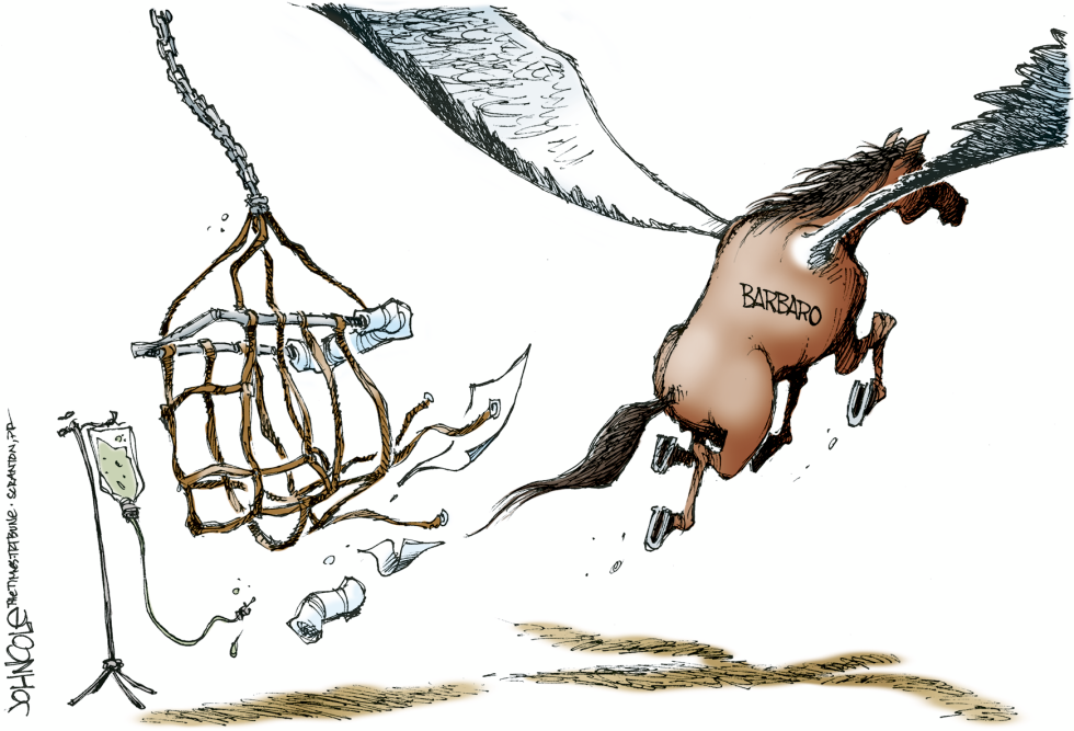 Barbaro -- color