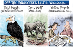 YELLOW PERCH-LOCAL by Joe Heller