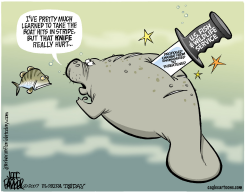 LOCAL FL MANATEES GET IT IN THE BACK AGAIN  by Jeff Parker