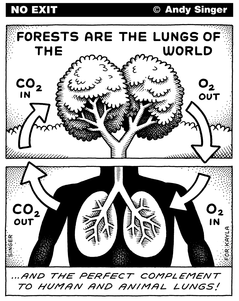 Forests are the Lungs of the World