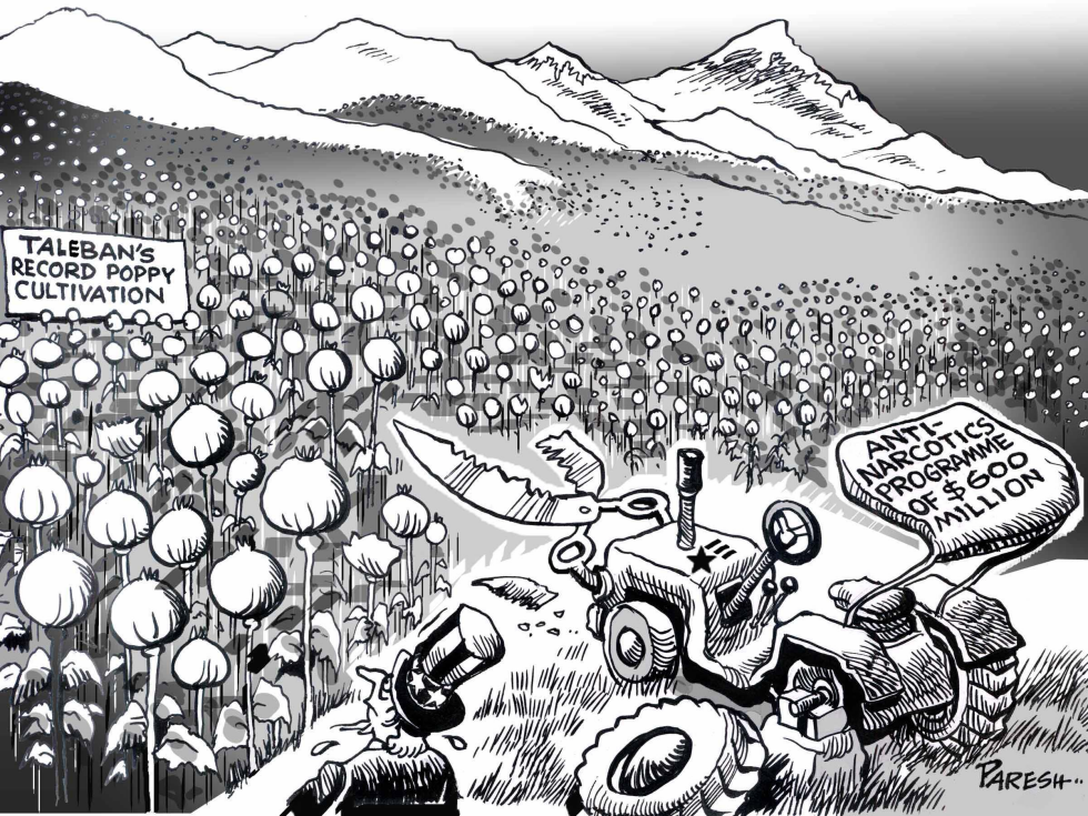  TALIBAN'S POPPY CULTIVATION by Paresh Nath