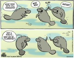 LOCAL FL MANATEE CELEBRATION by Jeff Parker