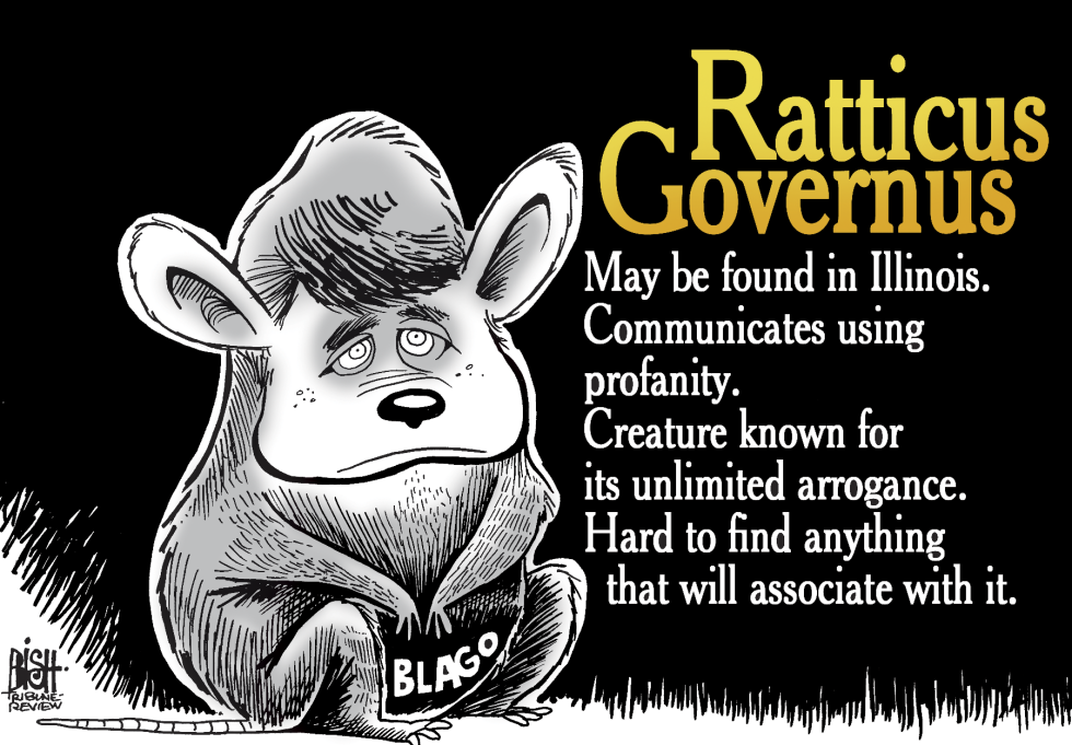 The Blagojevich Rat, COLOR