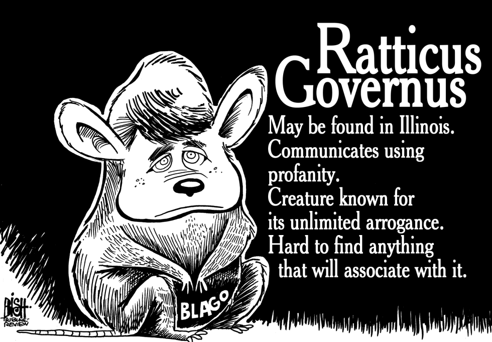 The Blagojevich Rat, b/w