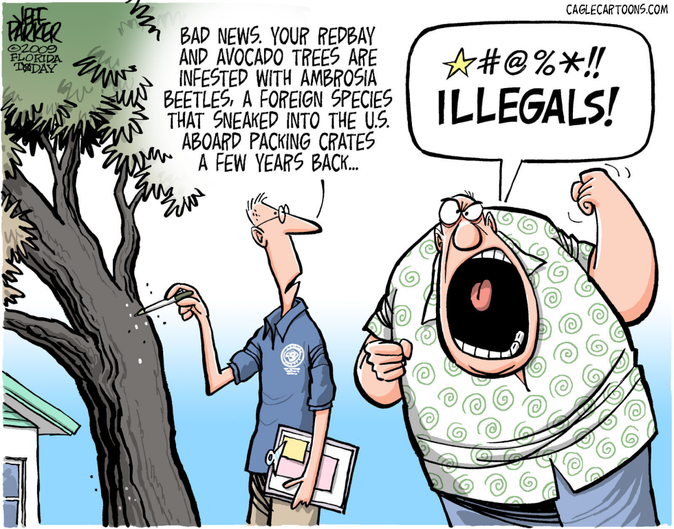 LOCAL FL Illegal Alien Beetles COLOR