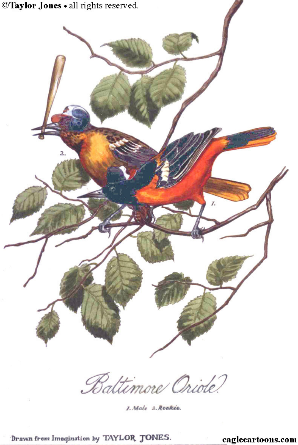 Baltimore Oriole - COLOR