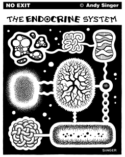 THE ENDOCRINE SYSTEM by Andy Singer