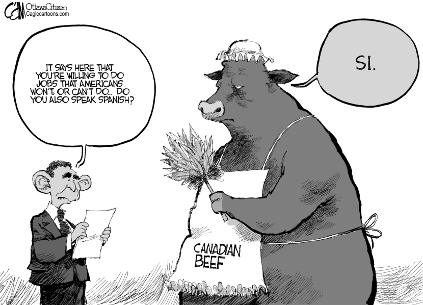Spanish Cow