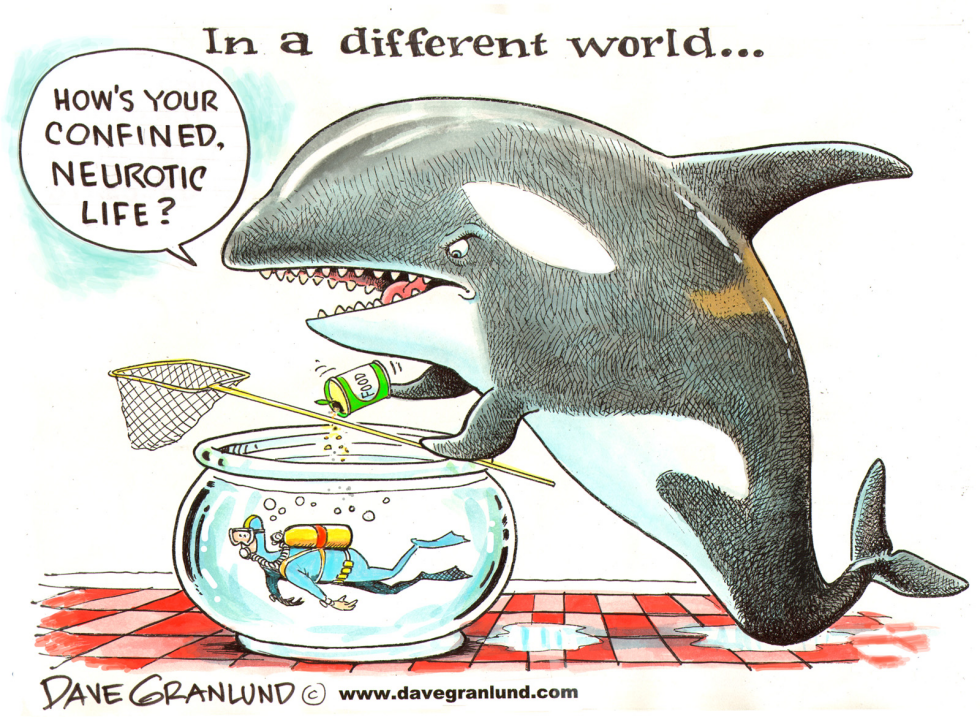  CONFINED ORCAS AND STRESS by Dave Granlund