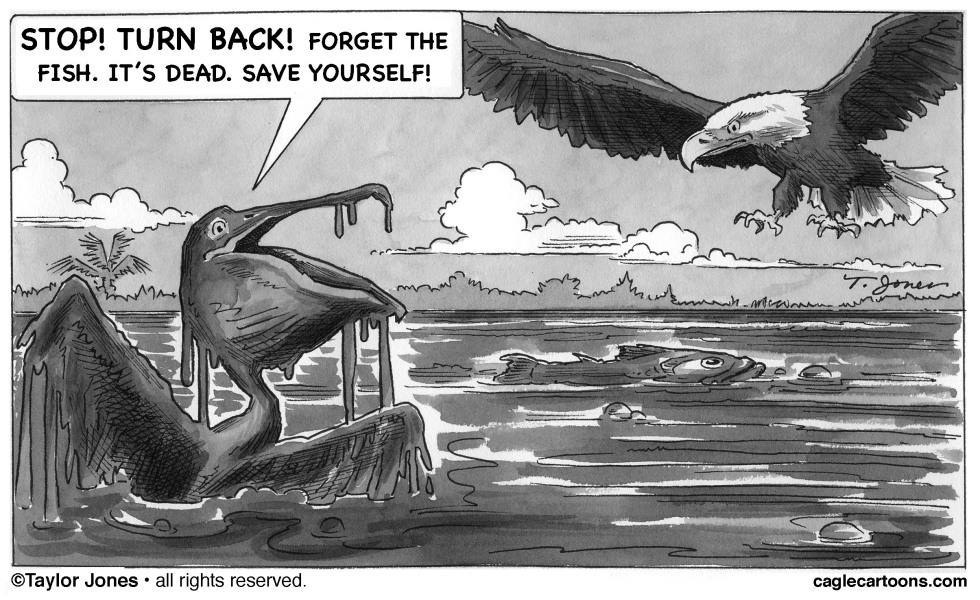 Brown Pelican warns Bald Eagle