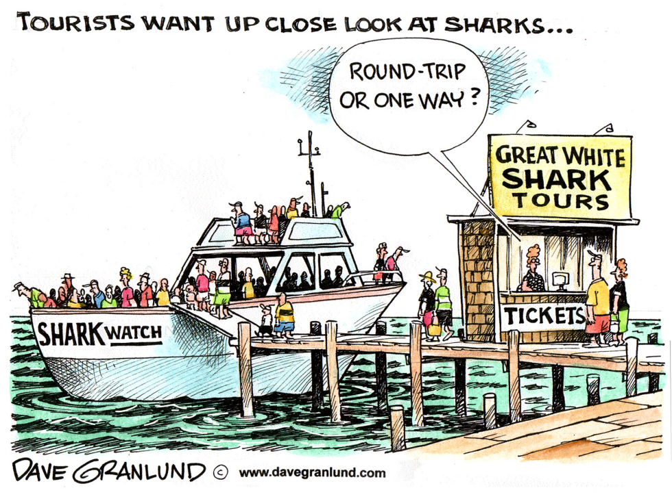  SHARK WATCHING TOURS by Dave Granlund