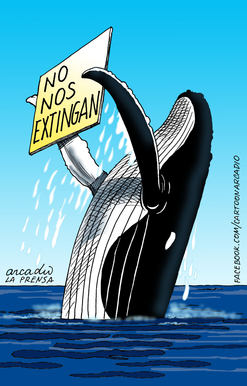 No a la matanza de ballenas