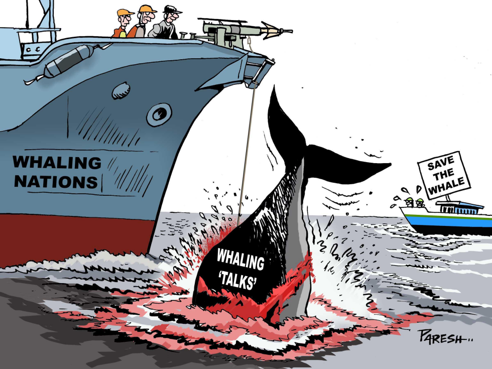 Killing whales COLOR