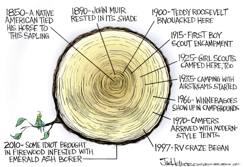 Emerald Ash Borer