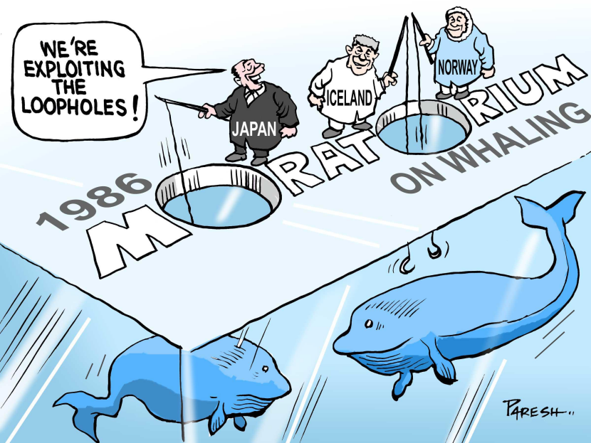 Moratorium on whaling COLOR