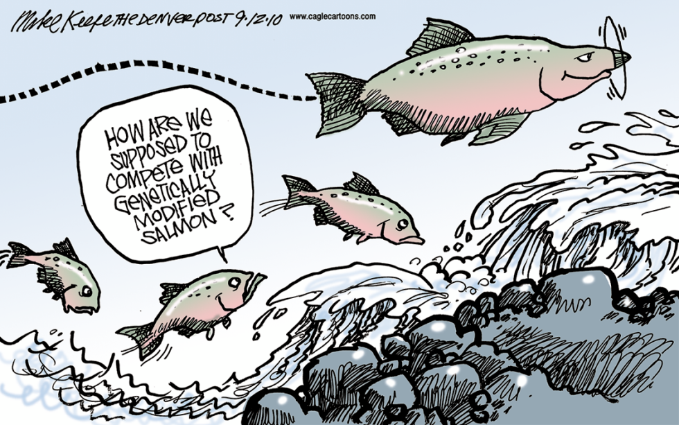 Genetically Modified Salmon COLOR