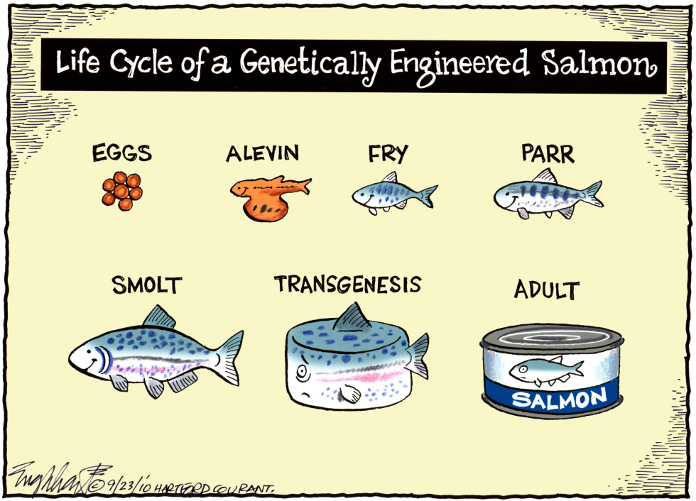 Genetically Engineered Salmon Color